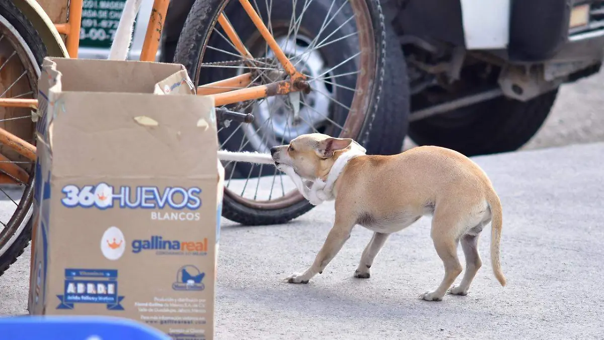 20 SOLIS En desarrollo el reglamento municipal para la tenencia responsable de las mascotas1